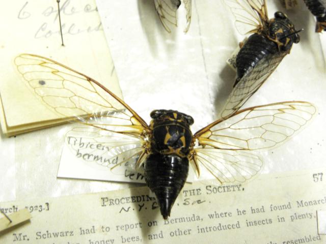 Bermuda cicada now gone