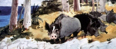 Bermuda hogs 1616
