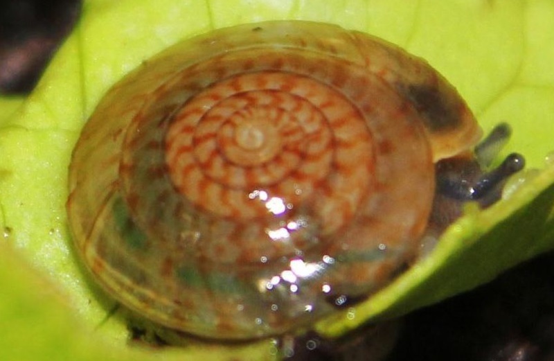 Bermuda Land Snail