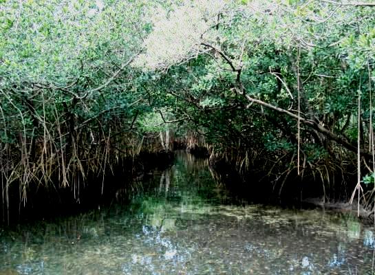Hungry Bay mangroves 2