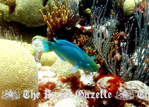 Parrotfish in Bermuda reefs