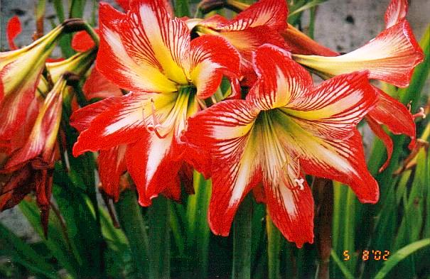 Amaryllis