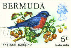 Bermuda Eastern Bluebird