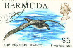 Bermuda Cahow