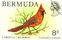 Bermuda Cardinal