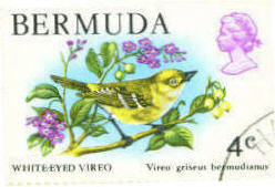 Bermuda white-eyed vireo