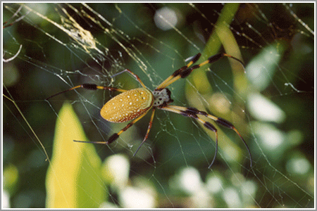 Bermuda silk spider