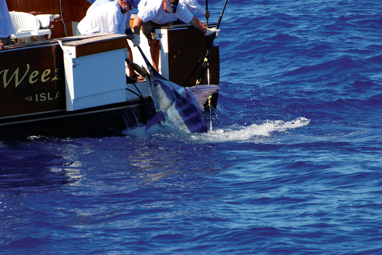 Bermuda sport fishing