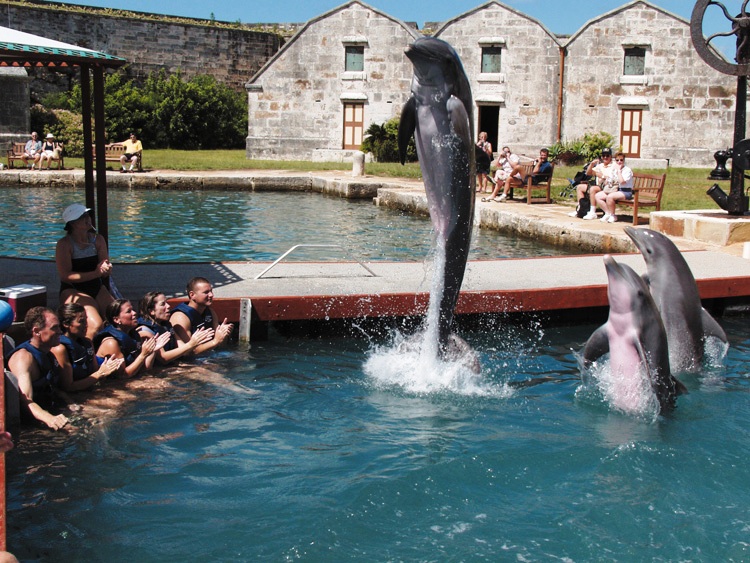 Dolphins in Bermuda