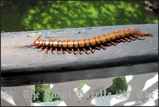 Bermuda centipede