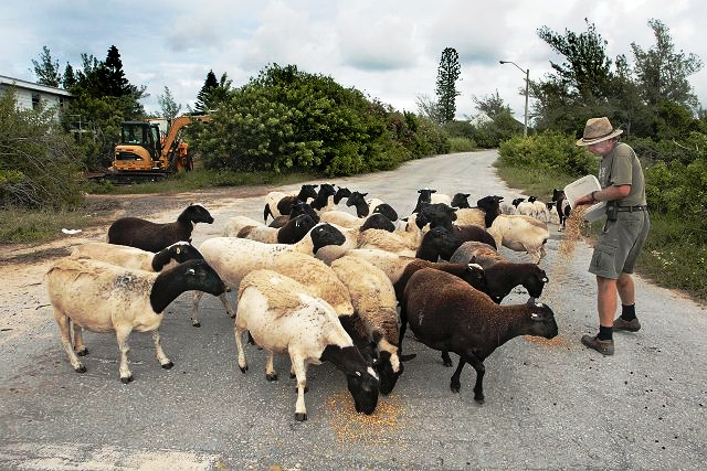 Sheep in Bermuda