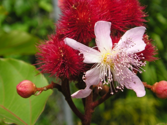 A Bermuda garden with these flowers