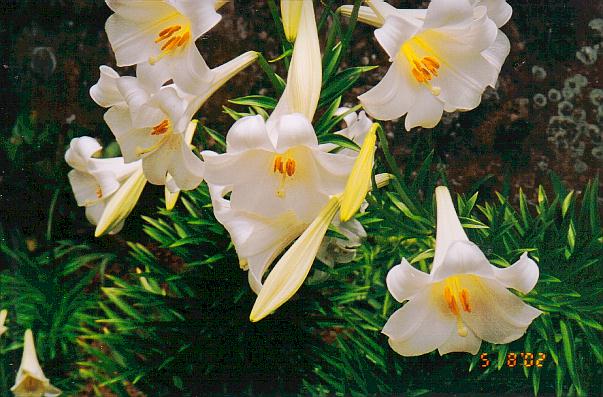 Bermuda Easter lilies