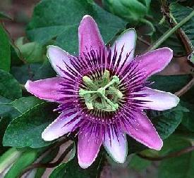 Bermuda Passion flower